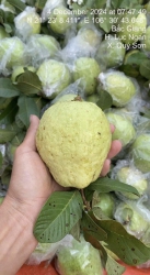 Trùm cuối lun xuất hiện đúng lúc ,vườn ni tiêm mật Cực phẩm nhà e đây ,toàn mã nám hanh vàng cực kì tại Quảng Nam