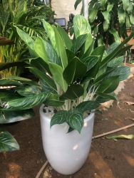 Bạch mã hoàng tử thời 4.0 tại Quảng Nam