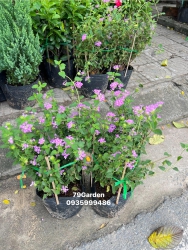 Ngũ sắc tím - khách nhà em trồng đỉnh quá nèCây đang hoa dài đẹpTrồng cây phải cần thời gian cho nó tại Quảng Nam