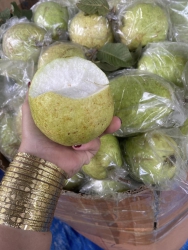 Ổi chiều lòng khách khó tính, giòn ngọt như mật, mai e về vườn củ, cái vườn mà bữa khách mô nhận tại Quảng Nam