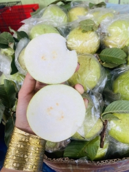 Dứt liền mấy trái ổi xứng đáng có ngàn người ăn giòn ngọt như mật nha tại Quảng Nam