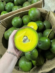 Bán Bơ Chín Sẵn, Béo Dẻo, Ngậy, Đánh Chín Ăn Liền tại Quảng Nam