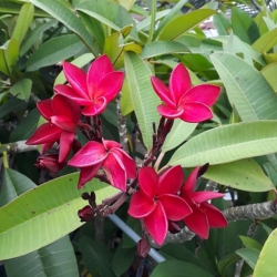 Vườn Cây Cảnh 79 Garden tại Quảng Nam