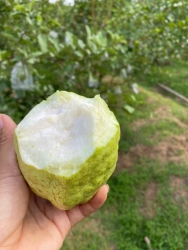 Vườn ngon ổi lục ngạn tại Quảng Nam