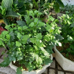 Bán Cúc Chi Rũ Hoa Vàng tại Quảng Nam