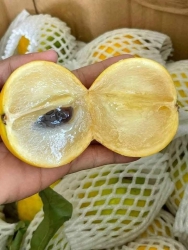 Vú Sữa Hoàng Kim thơm ngọt tại Quảng Nam