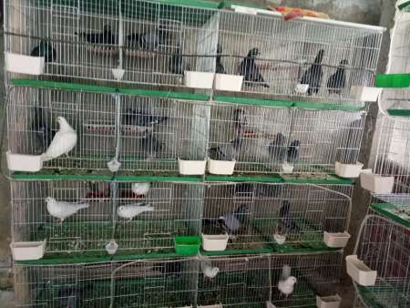 CẦN SANG LẠI CHUỒNG VÀ CHIM BỒ CÂU PHÁP, GIÁ TỐT tại Quảng Nam
