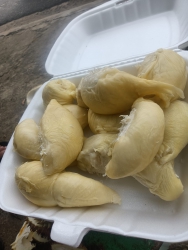 Sầu hạt rụng tại Quảng Nam