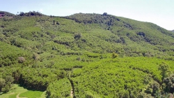 Bán 100.000m2 đất rừng tặng keo 3.5 năm to cách đường nhựa quốc lộ 400m tại Quảng Nam