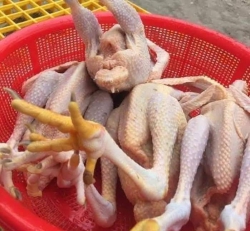 sale gà tre đẹp tại Quảng Nam