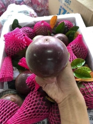 Mon ni bua ni hoi bi hiem tại Quảng Nam