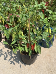 Ớt Huế Trái Siêu To tại Quảng Nam