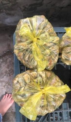 Hàng sáng mai có sẵn, ốc mướt rượt tay, bao sống cho khách tại Quảng Nam