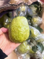 Me miết cái vườn ổi ni bữa giờ tại Quảng Nam