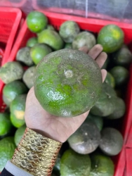 Cam gốc hữu cơ lâu lắm rồi mới có lại tại Quảng Nam