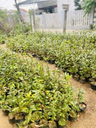 Mai giống đọt xanh Quảng Nam tại Quảng Nam