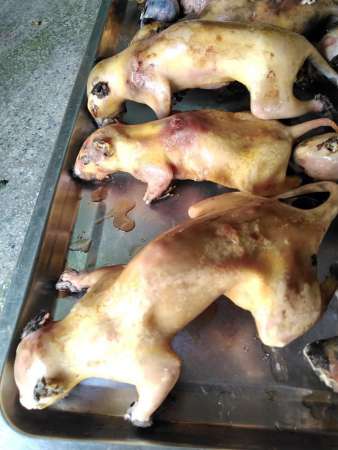 Sóc rừng về nướng hoặc giả cày nhé tại Quảng Nam