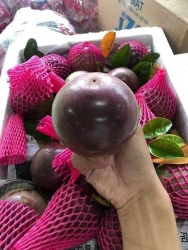 Vú sữa e bán giùm bà chị vườn mà hén ngon trùm nha Trái to đã lun ngày ni ai nhận cũng khen tại Quảng Nam