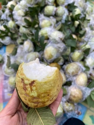 tập trung vô tuss ni khách ơi khách chạy vườn ổi cực kì ngọt ni cùng e nhé Vườn ni vườn víp nhà e tại Quảng Nam