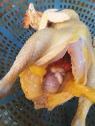 GÀ ÔM TRỨNG tại Quảng Nam
