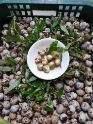 Trời mưa khách sỉ báo nghỉ em dư trứng vịt lộn 59k 10 quả chín đầy đủ rau mắm, trứng cút lộn 109k 100 quả freeship quanh điện bàn, lên đơn em giao nha tại Quảng Nam