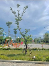 Bán đất đường 5m5 Cổ Mân Cúc 4 - Hoà Xuân - Đà Nẵng tại Quảng Nam