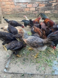 Khách mua gà về nuôi tết ăn thịt ới e nè Gà đep hkhỏe ăn bắp, com thừa tại Quảng Nam