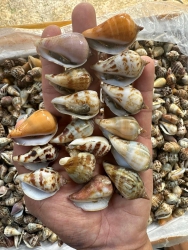 ch ơi tại Quảng Nam